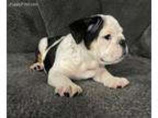 Bulldog Puppy for sale in Boston, MA, USA