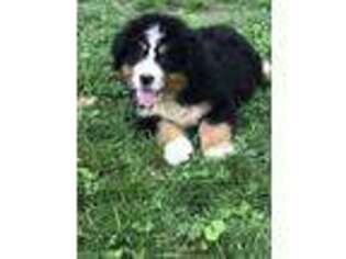 Bernese Mountain Dog Puppy for sale in Frederick, MD, USA
