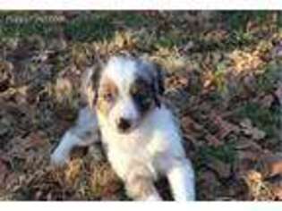 Miniature Australian Shepherd Puppy for sale in Azle, TX, USA