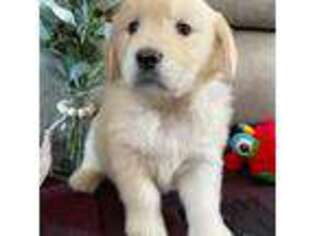 Golden Retriever Puppy for sale in Marion, IN, USA