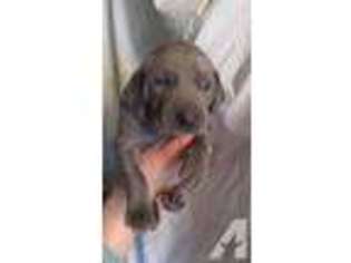 Weimaraner Puppy for sale in FOUNTAIN CITY, WI, USA