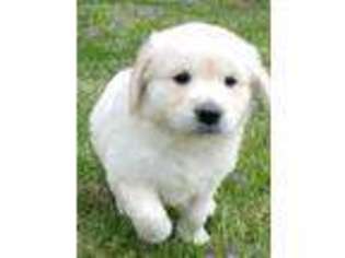 Mutt Puppy for sale in Brooks, KY, USA
