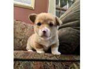 Pembroke Welsh Corgi Puppy for sale in Morgantown, PA, USA