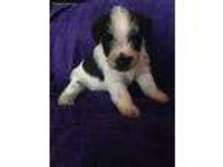 Mutt Puppy for sale in West Branch, IA, USA