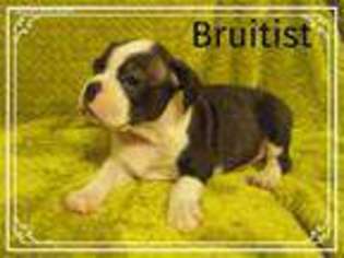 French Bulldog Puppy for sale in Colcord, OK, USA