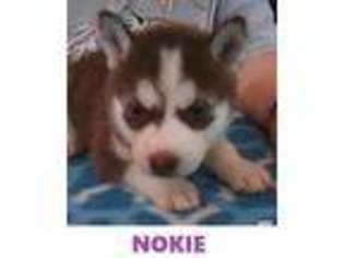 Siberian Husky Puppy for sale in ALLIANCE, OH, USA