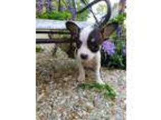 Chihuahua Puppy for sale in Ringgold, GA, USA