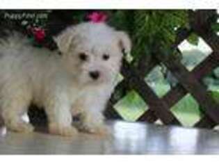 Maltese Puppy for sale in Bradford, OH, USA