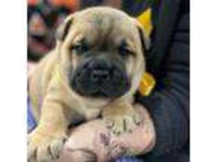 Bulldog Puppy for sale in Pottstown, PA, USA