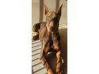 Doberman Pinscher Puppy for sale in Rialto, CA, USA