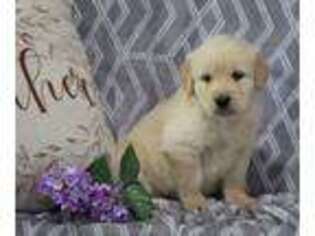 Golden Retriever Puppy for sale in Fredericksburg, OH, USA