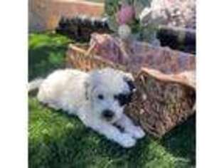 Mutt Puppy for sale in El Paso, TX, USA