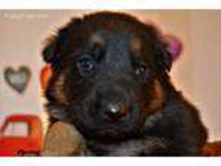 German Shepherd Dog Puppy for sale in Exeter, MO, USA