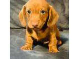 Dachshund Puppy for sale in Madison, CT, USA
