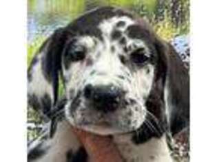Great Dane Puppy for sale in Sellersburg, IN, USA