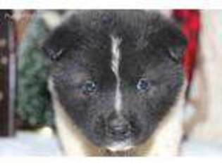 Akita Puppy for sale in Shipshewana, IN, USA