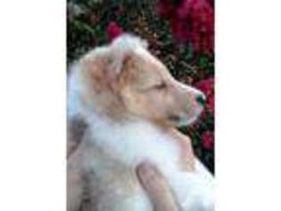 Shetland Sheepdog Puppy for sale in SHEPHERDSVILLE, KY, USA