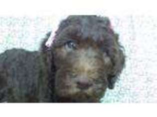 Goldendoodle Puppy for sale in Sherrodsville, OH, USA