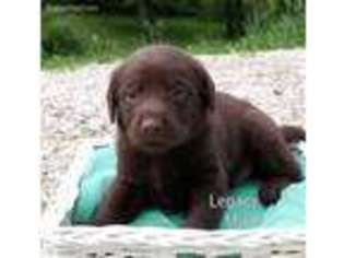 Labrador Retriever Puppy for sale in Moscow Mills, MO, USA