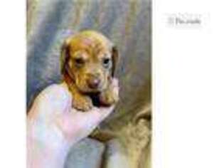 Dachshund Puppy for sale in Texarkana, AR, USA