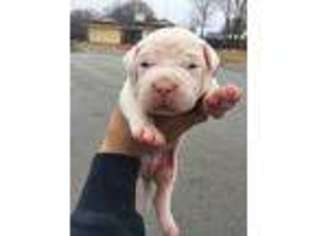 Dogo Argentino Puppy for sale in Arlington, TX, USA