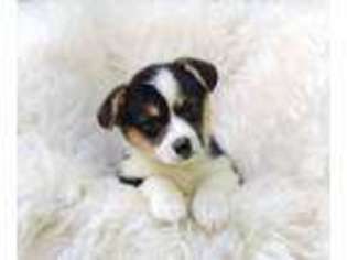 Pembroke Welsh Corgi Puppy for sale in Honey Brook, PA, USA
