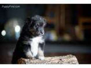 Miniature Australian Shepherd Puppy for sale in Whitmire, SC, USA