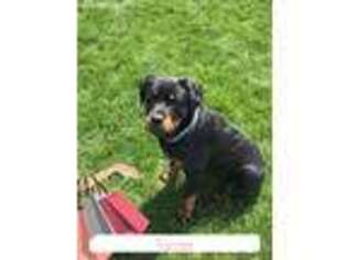 Rottweiler Puppy for sale in Mukwonago, WI, USA