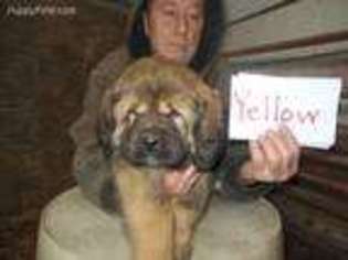 Tibetan Mastiff Puppy for sale in Brayton, IA, USA