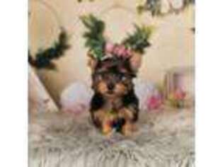 Yorkshire Terrier Puppy for sale in Warsaw, IN, USA