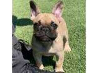 French Bulldog Puppy for sale in The Colony, TX, USA