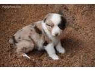 Miniature Australian Shepherd Puppy for sale in Redfield, KS, USA