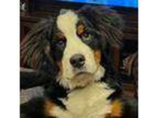 Bernese Mountain Dog Puppy for sale in Antioch, IL, USA