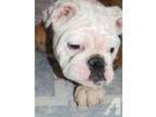 Bulldog Puppy for sale in BLACK RIVER FALLS, WI, USA