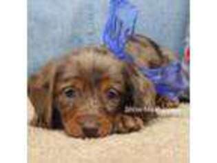 Dachshund Puppy for sale in West Plains, MO, USA