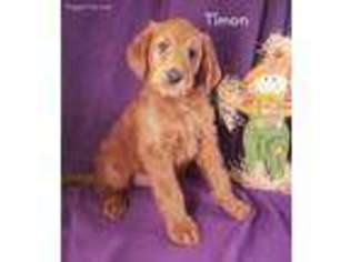 Labradoodle Puppy for sale in Canon City, CO, USA