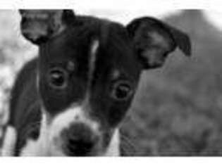 Rat Terrier Puppy for sale in Greenback, TN, USA