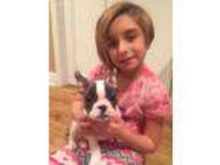 French Bulldog Puppy for sale in Colts Neck, NJ, USA