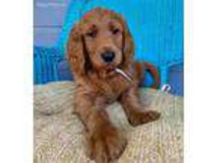 Goldendoodle Puppy for sale in Saint Petersburg, FL, USA