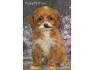 Cavapoo Puppy for sale in Northwood, NH, USA