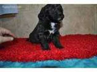 Saint Berdoodle Puppy for sale in Arthur, IL, USA