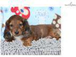 Dachshund Puppy for sale in Williamsport, PA, USA