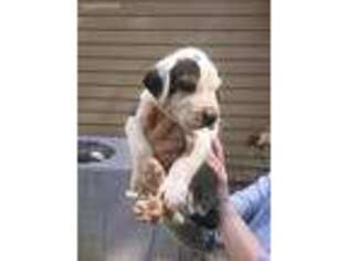 Great Dane Puppy for sale in Mansfield, GA, USA