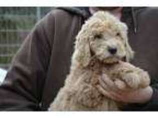 Goldendoodle Puppy for sale in Hull, GA, USA