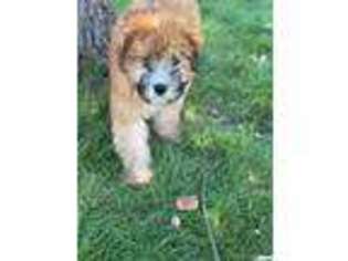 Soft Coated Wheaten Terrier Puppy for sale in West Hartford, CT, USA