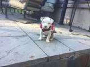 American Staffordshire Terrier Puppy for sale in Fishkill, NY, USA