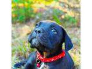 Cane Corso Puppy for sale in Birch Tree, MO, USA