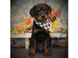 Rottweiler Puppy for sale in Kissimmee, FL, USA