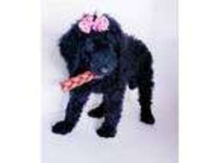 Labradoodle Puppy for sale in Clewiston, FL, USA