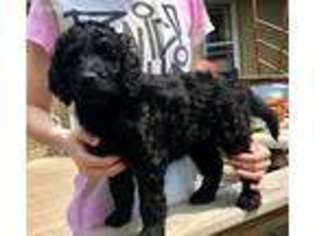 Goldendoodle Puppy for sale in Savanna, IL, USA